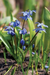 Siberian squill (Scilla siberica) is an early spring bloomer.